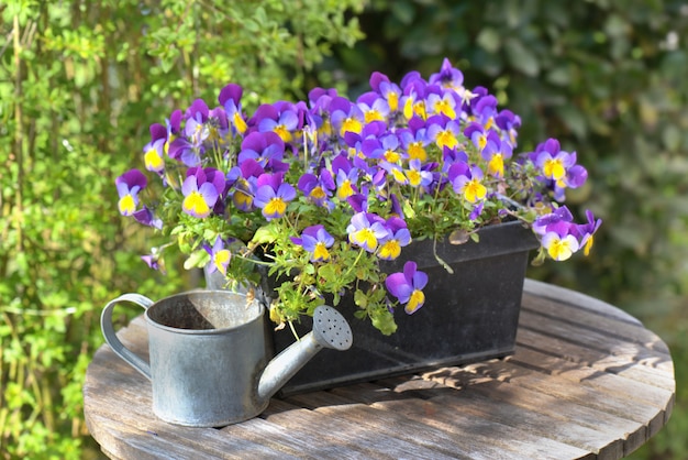 Purple viola in a flowerpot on a garden table with a little watering can