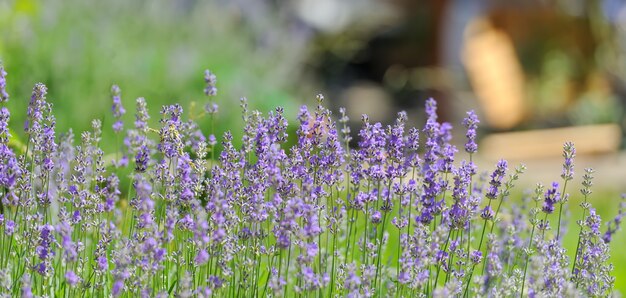 紫紫色日当たりの良いぼやけたラベンダーの花