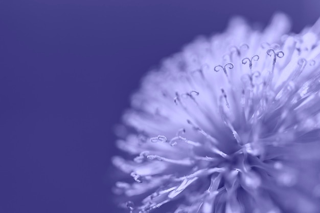 Purple violet dandelion closeup on background pistils and pollen floral background copy space macro