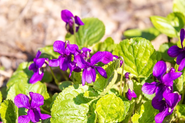 Purple violet flowers in nature.selective focus.nature flowers