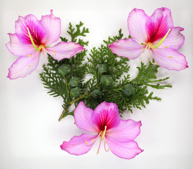 紫色の紫色の蘭の木の花バウヒニア variegata 新鮮な緑の枝ヒノキ、花の構成