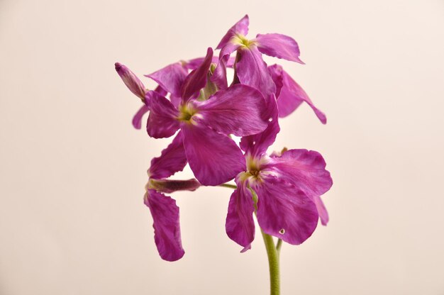 Фиолетовый настенный цветок