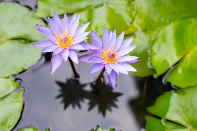 Фиолетовые водяные лилии, Фиолетовый лотос цветут в пруду.