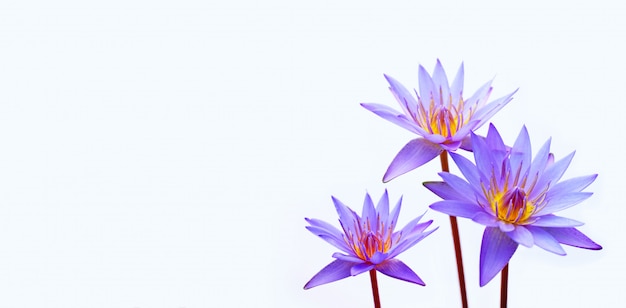 Purple water lilies