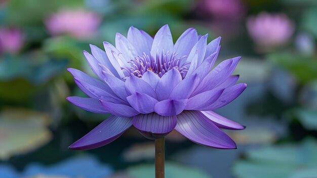 Photo purple water lily floating on water