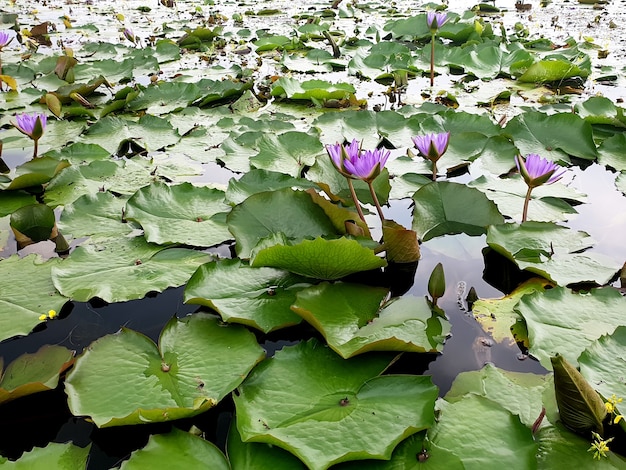 池の紫色の睡蓮または蓮の花