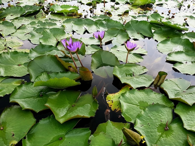 보라색 수련, 연못에 연꽃.
