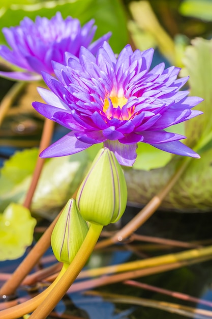 Purple water lily or lotus flower