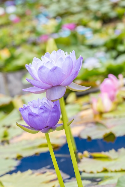 紫水蓮または蓮の花