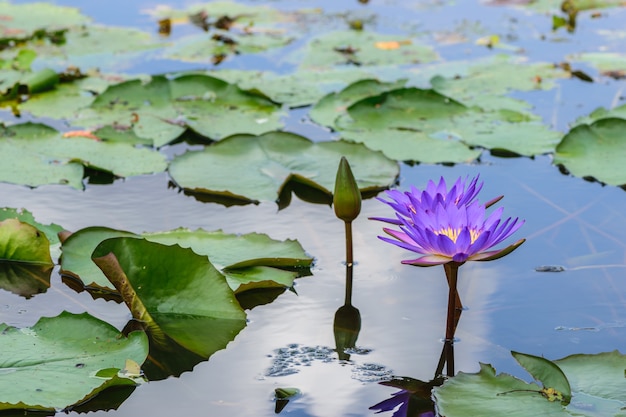 Purple water lily with reflection on the water and sunshine in the morning.