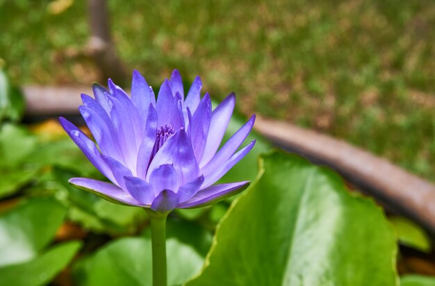 보라색 수련