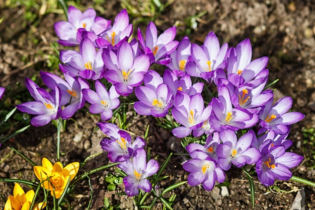 Purple and wellow crocuses  germinate in the spring in the garden. Symbol of spring.