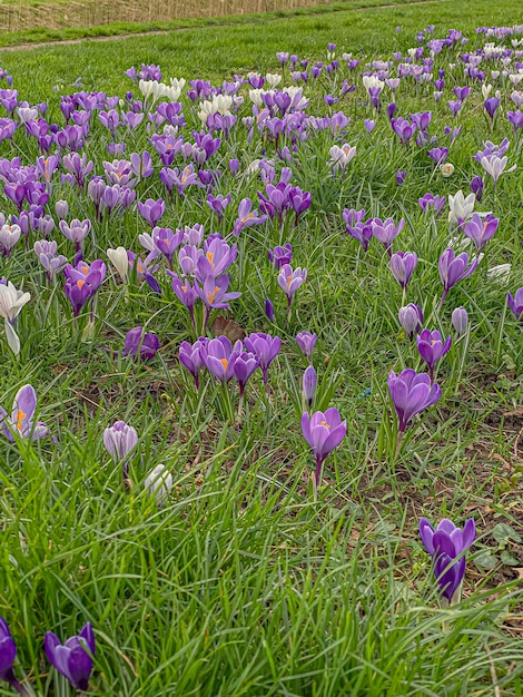 Purple and white crocus flowers in a meadow in spring