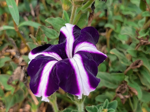 A purple and white flower with a black center and white center.