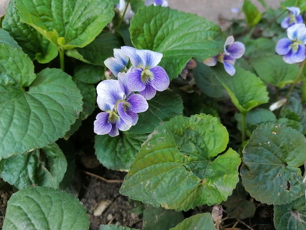 Photo purple and white flowers with green leaves in spring