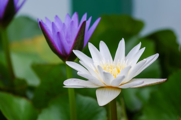 緑の葉が周りにある池に咲く紫と白の蓮の花。