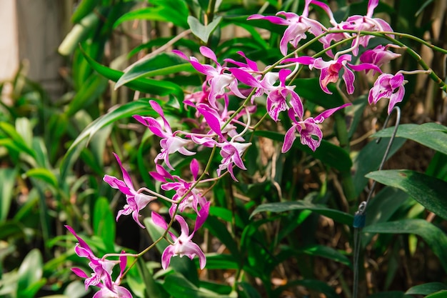 ピンクの花と緑の葉を持つ紫と白のラン。