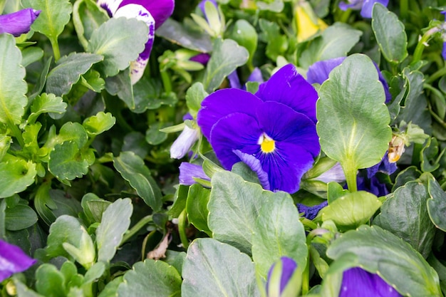 A purple and white pansies are among the green leaves.