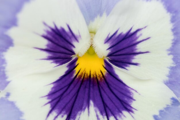 Purple and white pansies flower closeup