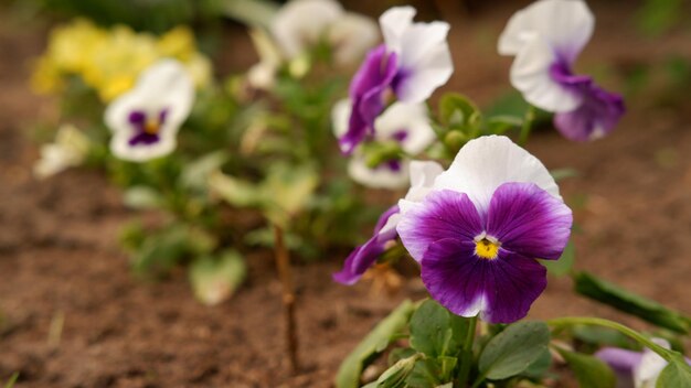 晴れた日に庭に紫と白のパンジーの花