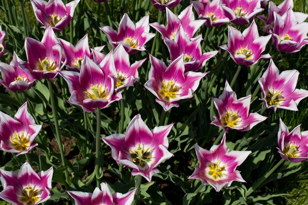 Foto i tulipani viola-bianchi al sole fioriscono nel parco in primavera