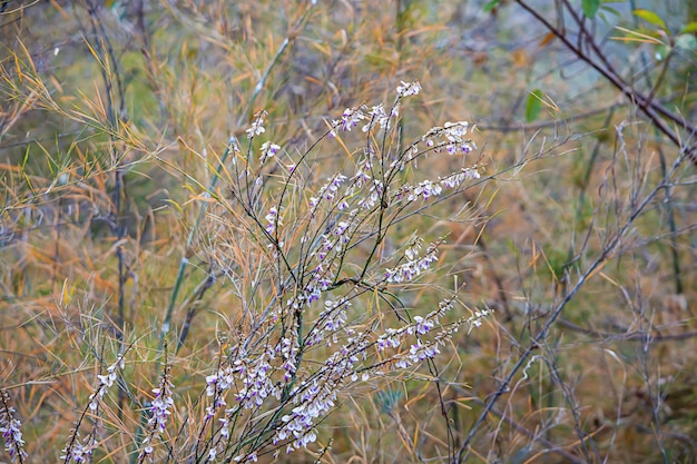Фиолетовые и белые полевые цветы на вершине бамбука