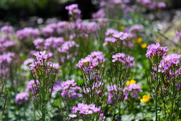 Purple wild flowers head macro and close-up in Georgia. Nature and blur surface. Bokeh.