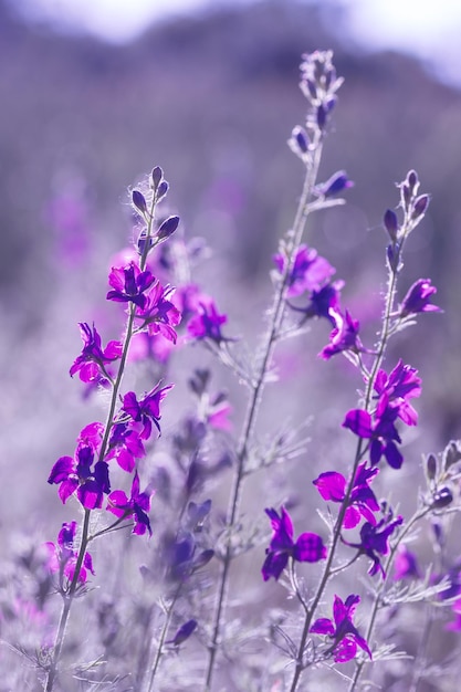 Purple wild flowers