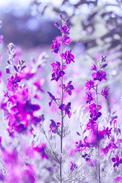 Purple wild flowers