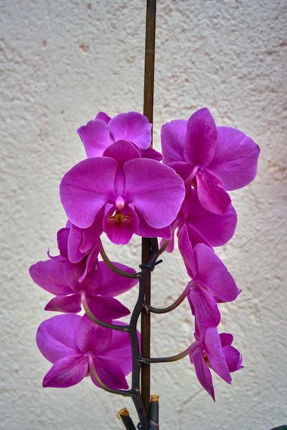 Фиолетовая дикая орхидея на белом фоне.