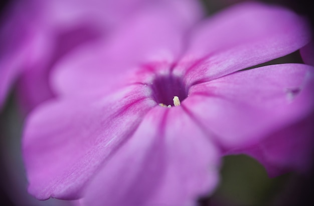 紫の野花。フィールドの花。大きい