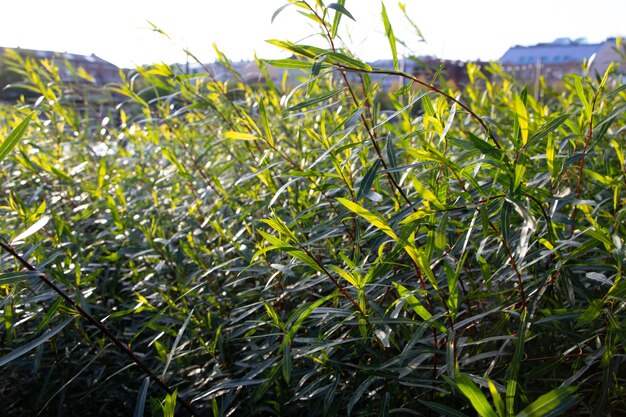 Фиолетовая ива lat salix purpurea в городском парке в солнечный сентябрьский день