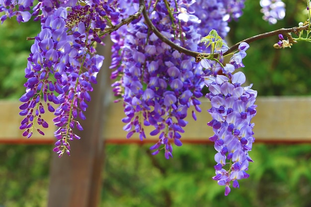 Foto fiori di glicine viola o viti di ghirlanda viola che fioriscono nel giardino