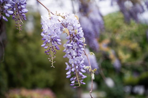 Purple wisteria flowers in spring