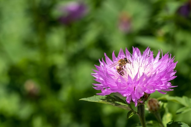 Purple with white cornflower flower with a bee closeup Selective focus Place for text