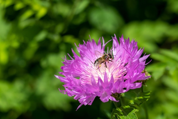 Purple with white cornflower flower with a bee closeup