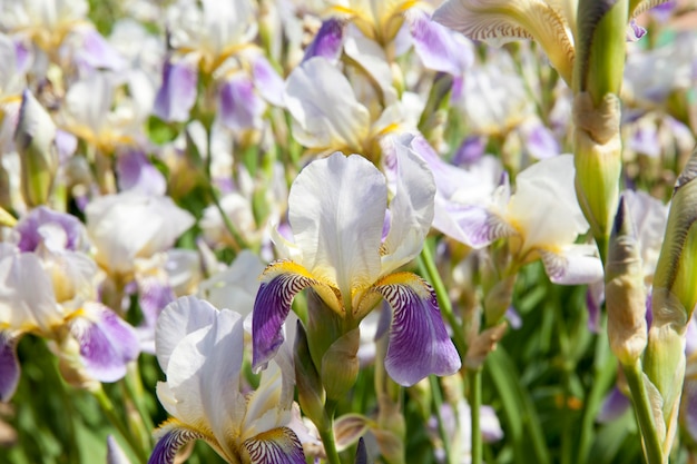 空き地に白いアイリスの花と紫