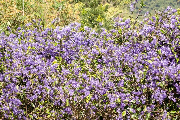 Purple Wreath flowers in a garden at sunny daytime