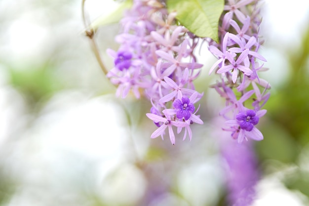 Purple Wreath is a vinestemmed flowering ornamental plant and branched into a large bush Popularly planted to decorate the houses