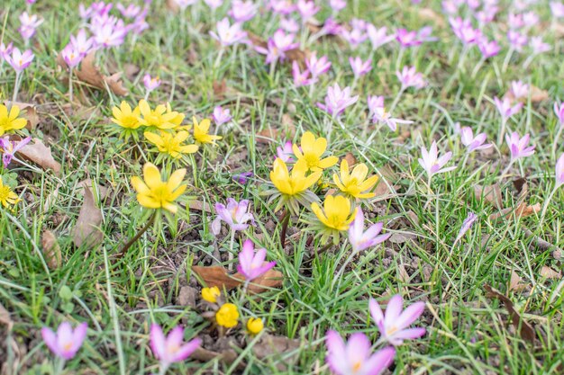 Purple and yellow crocuses in spring