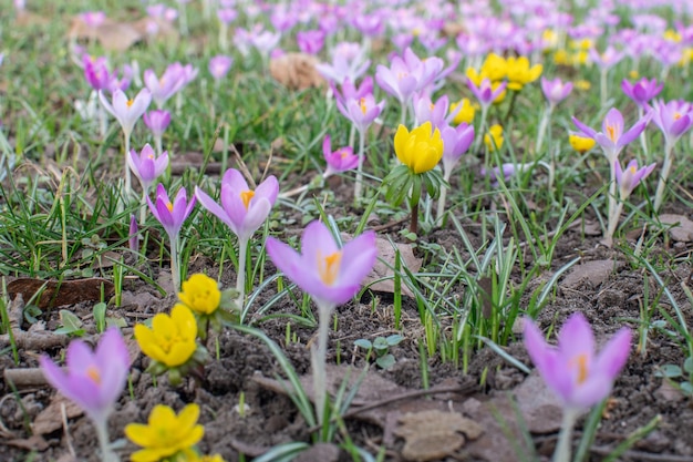 Purple and yellow crocuses in spring