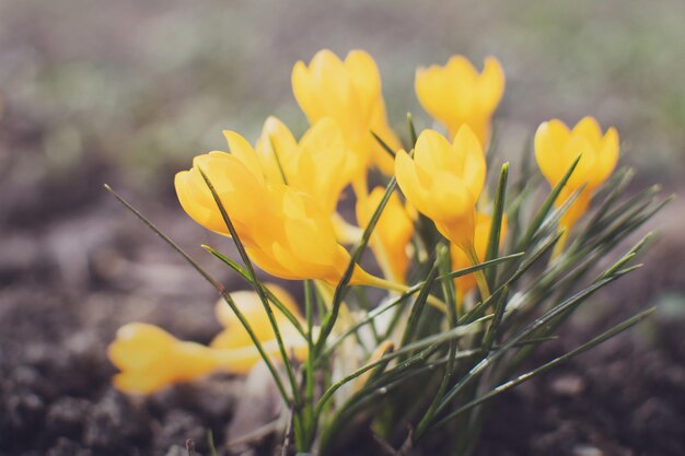 Purple and yellow crocuses in spring