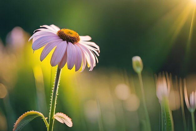 A purple and yellow daisy with the sun behind it