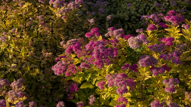 purple and yellow flowers with green