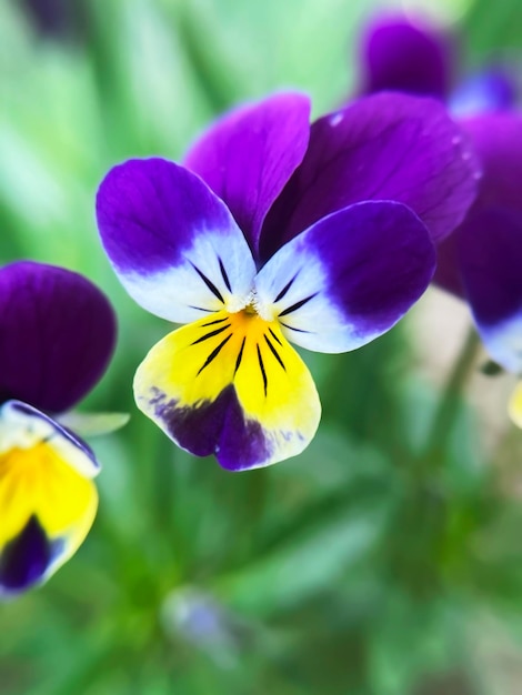 purple and yellow pansy flower close up