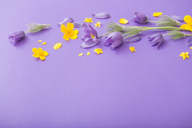 Purple and yellow spring  flowers on violet paper background