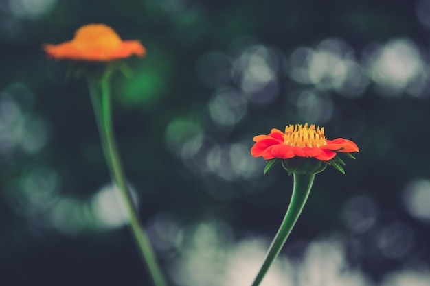 緑のボケの背景に紫の花