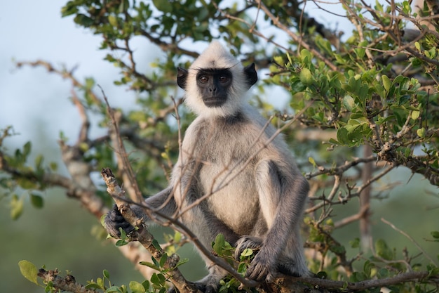 Purplefaced langur in bundala nationaal park srilanka