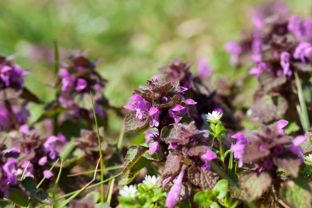 purpleflowered nettle  