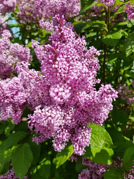 ぼやけた緑の葉と紫ライラックの花春の色